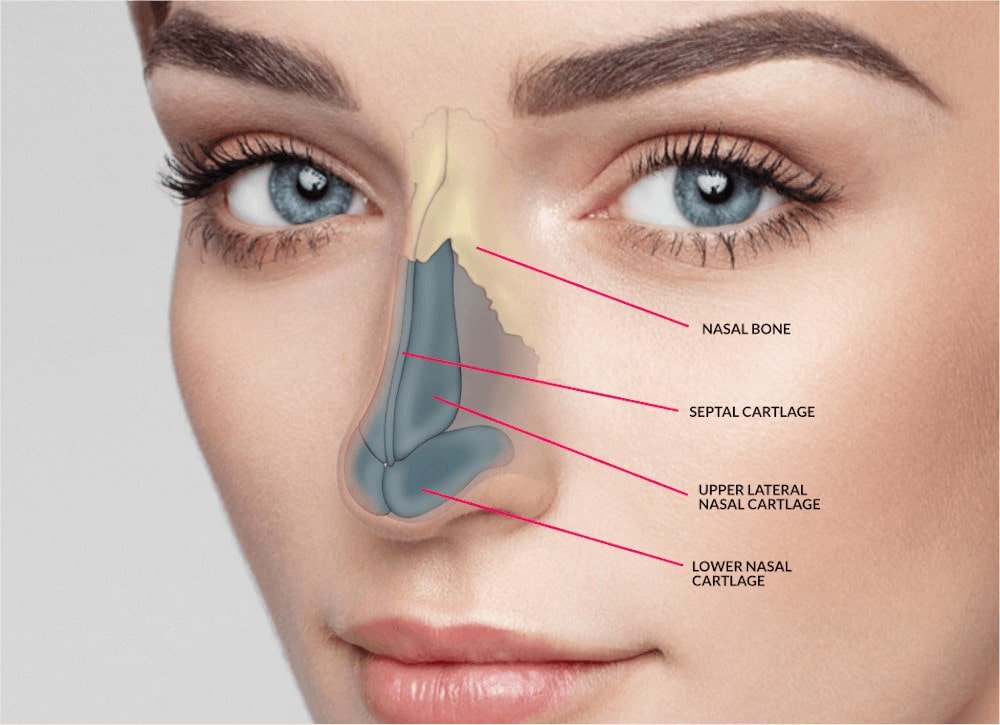 Nose anatomy diagram for rhinoplasty showing nasal bone and cartilage by Dr Animesh Damani Best Plastic Surgeon in Indore